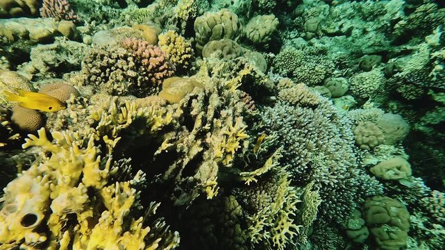 Coral reef in Red sea. Egypt underwater