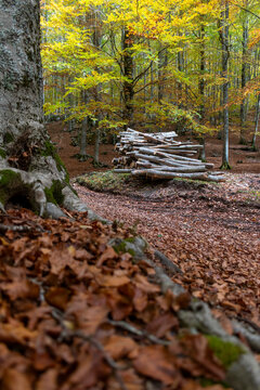 Veduta di un bosco con legna tagliata - Presso la montagna di Campo dell'Osso - Lazio - Roma