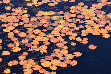秋の尾瀬　池塘の紅葉した水生植物 © OUTBACK