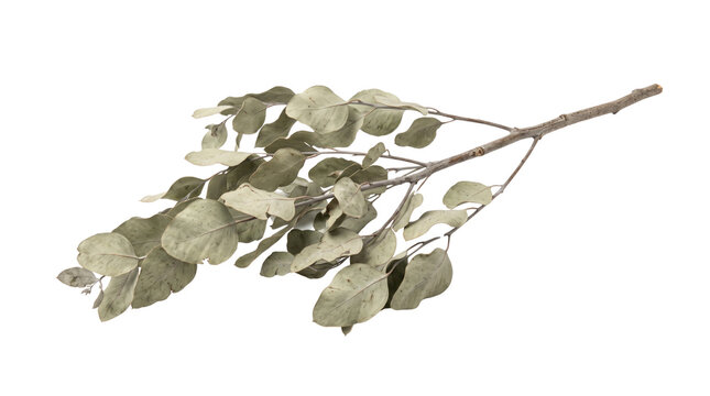 Dried eucalyptus branch on white background, muted green leaves branch photo, minimal botanical element for decor