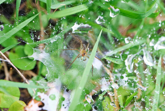 Extreme close up of an eight-legged spider inside its natural wet habitat after rain