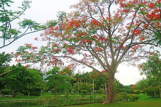 Eye-catching flamboyant tree with vibrant red flowers blooming in a lush green public park, Thailand