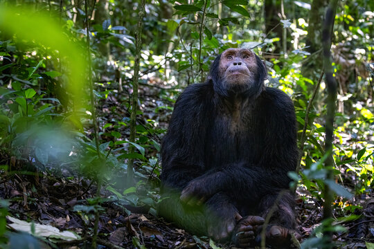 Adult chimpanzee, pan troglodytes, in the tropical rainforest of Kibale National Park, western Uganda. The park conservation programme means that some troupes are habituated for human contact.