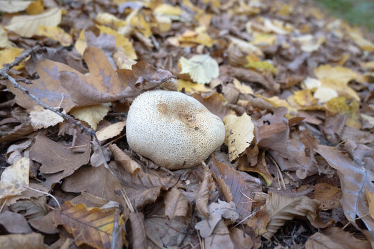 Puffballs are a common type of mushroom.
