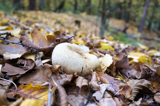 Puffballs are a common type of mushroom.
