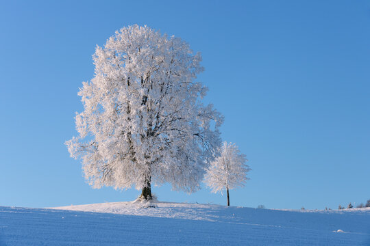 Switzerland, two frost-covered lime trees on a hill in front of blue sky