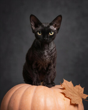 Close-up of an exotic black cat sitting on a pumpkin with bat-like ears and yellow eyes, creating a charmingly spooky Halloween scene.
