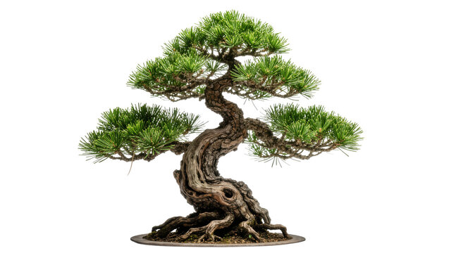 Small twisted Japanese pine bonsai tree with textured bark and green needles