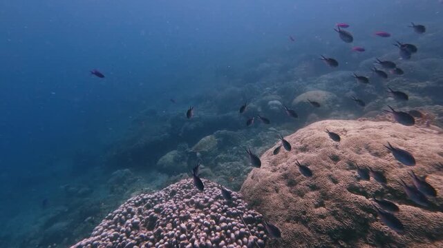 Handheld dolly forward swimming through a massive school of ternate chromis (Chromis ternatensis) to reveal a hawksbill sea turtle (eretmochelys imbricata) exploring the reef in deep blue water. Dauin