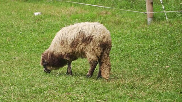 A domestic long-wooled sheep grazes on a green grass field in Cheia village, Romania. Ideal natural b-roll background for organic wool production branding, farming videos, and travel vlogs.