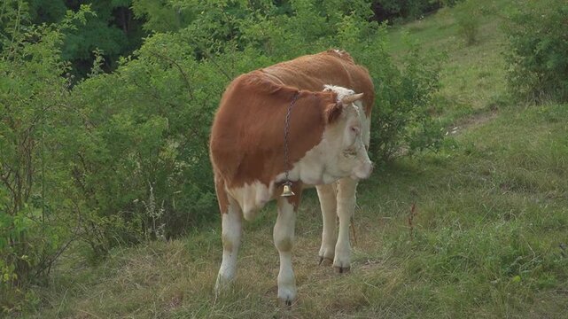 A spotted cow stands on a grassy mountain hill in the Apuseni Mountains region, Romania. Excellent natural b-roll for eco-farming promotions, organic food ads, and regional travel documentaries.