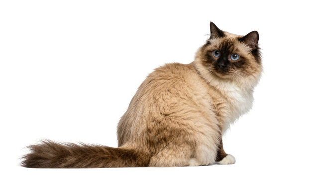 Fluffy Birman cat with blue eyes and dark brown points sitting in profile