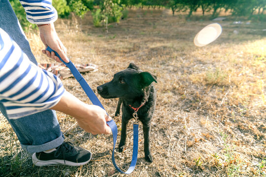 Woman bending over to adjust blue leash on her dog during a walk outdoors