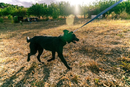 Dynamic action shot of a black dog running on a leash in warm backlighting outdoors
