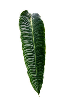 Anthurium Veitchii King leaf isolated on white