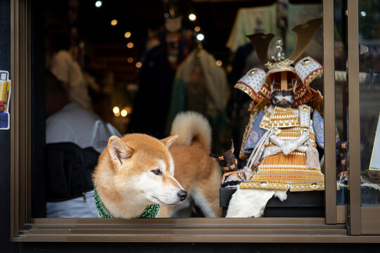 A Shiba Inu stands in a shop window beside an ornate Japanese samurai armor display