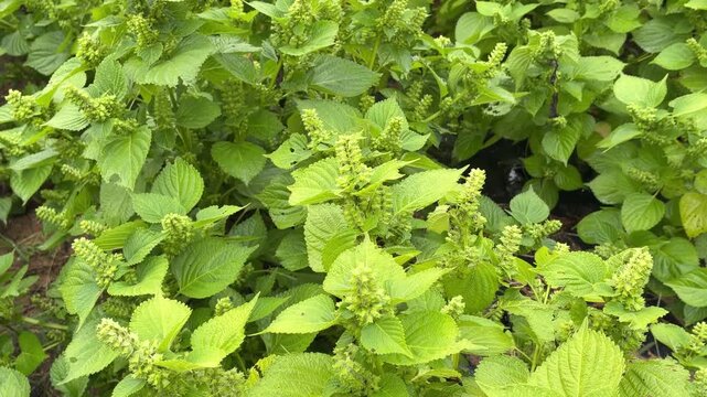 Perilla plants with flower spikes in a farm field, Gyeongbuk, Korea