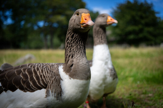 Close view of two domestic geese in a green pasture with the foreground bird in focus