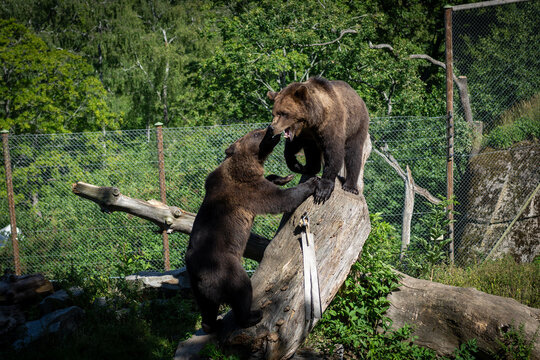 Two brown bears interact on a fallen tree inside a fenced woodland wildlife enclosure