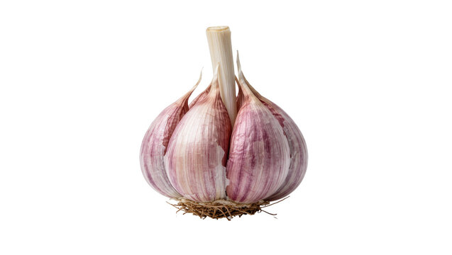 Fresh whole garlic bulb with purple skin and fibrous roots