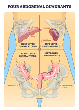 Four abdominal quadrants diagram mapping pain and exam regions, labels show liver, spleen and colon for clinical orientation, transparent background