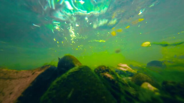Rocky mountain creek underwater with clear current over mossy stones. Sunlit stream bed beneath moving water and suspended leaves. Freshwater ecosystem view with pebbles, sediment and surface