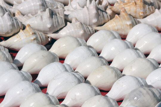 A full frame abstract background texture of polished white shankha conch shells in neat rows.