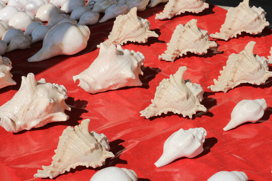 A high angle close up of traditional sacred shankha conch shells displayed on a red cloth.