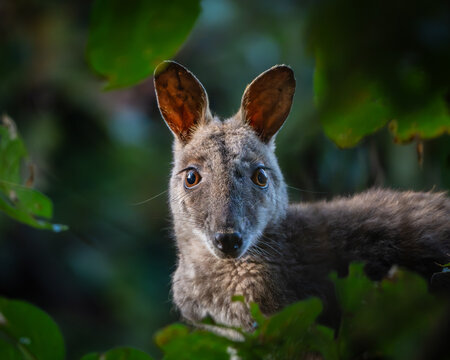 Wallaby peering curiously through green rainforest foliage, Hayman Island, Whitsundays, Queensland, Australia
