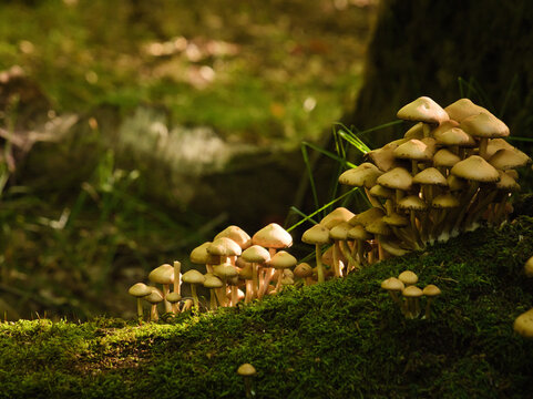 Cluster of small wild mushrooms growing on a mossy log in a lush green forest with soft warm autumn sunlight, woodland flora, poisonous toadstools, outdoor nature landscape, macro close-up view.