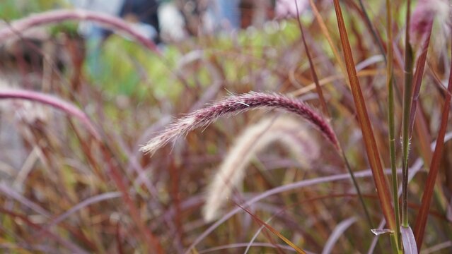 *Pennisetum setaceum*, or foxtail fountain grass, is an ornamental grass featuring long, feathery, spike-like flower clusters that range in color from purplish-pink to cream.