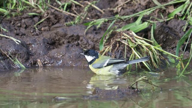 Great tit (Parus major) bathing in a stream and flies away after hearing the alarm call of another bird.