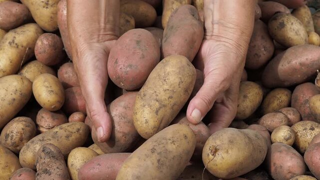 Female farmer picking out freshly harvested potatoes