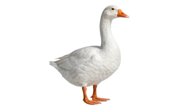 White domestic goose with orange beak and webbed feet standing in profile