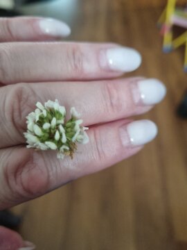 Hand adorned with a white flower resting on a manicured fingernail  