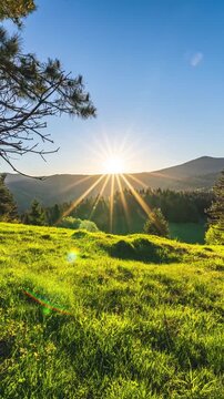 Golden sunrise over green mountain meadow with pine trees a radiant sun rises