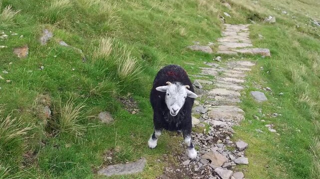 Cute black and white spotted lamb sitting on stone footpath then standing up and looking into camera. Curious farm animal and rural trail encounter.