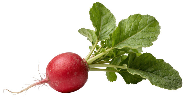 Fresh round red radish with vibrant green leaves and thin white root