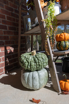 Blue-green, warty Italian pumpkin, Marina di Chioggia heirloom winter squash stacked on top of a slate-blue-gray heirloom Jarrahdale pumpkin beside of an autumn display on a porch deck.