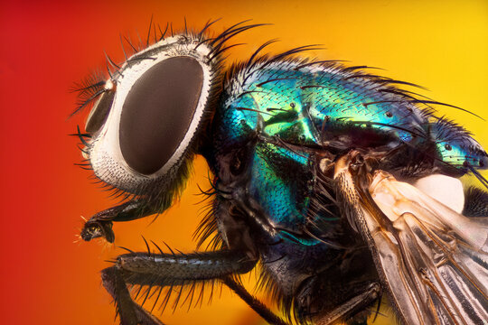 Extreme macro portrait of metallic green bottle fly showing compound eye detail on vibrant colorful background