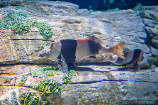 Magpie perch, Pseudogoniistius nigripes, with black stripes swimming along a rocky reef ledge with green algae