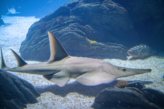 Whitespotted wedgefish, Rhynchobatus australiae, gliding sideways above a sandy seabed beside dark underwater rocks