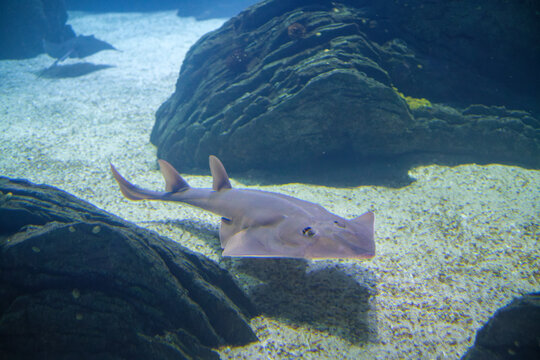 Guitarfish swimming close to the sandy floor between dark rocky formations