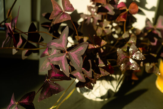 Potted false shamrock or oxalis triangularis plant on windowsill on sunny day. Home gardening.