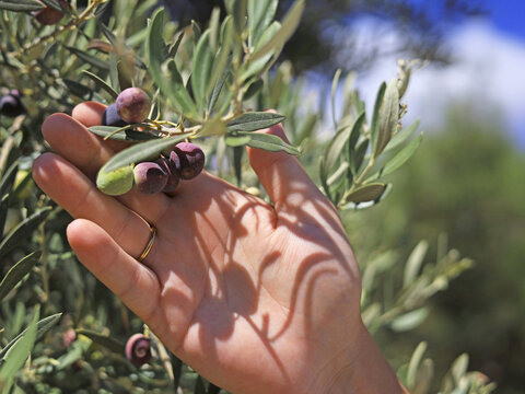 A hand holds green and purple olives on a leafy branch, showing fruit ripeness and harvest readiness in olive cultivation supplying table fruit and raw ingredients for cooking oil production.