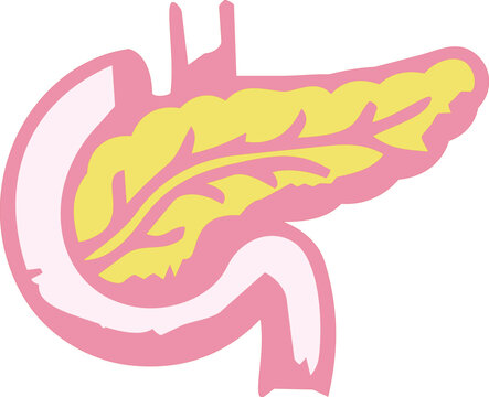 Pancreas and duodenum vector illustration for human organ anatomy and World Diabetes Day awareness