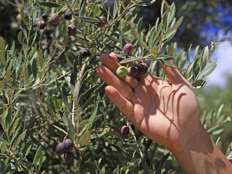 A hand holds green and purple olives on a leafy branch, with varying fruit ripeness reflecting harvest timing in commercial cultivation and selection for table consumption or olive oil production.