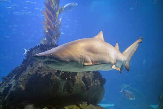 Spotted sand tiger shark with sharp teeth swimming past a rocky reef and kelp