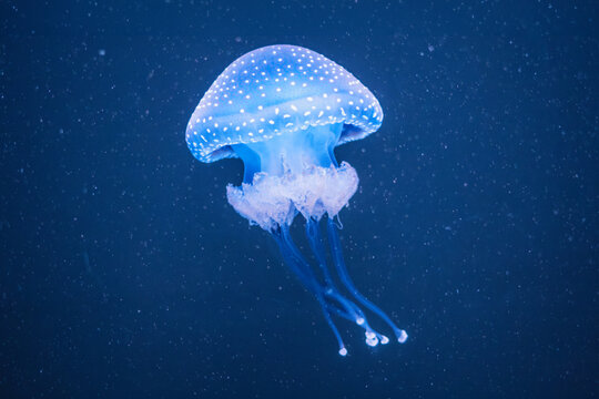 Glowing blue white-spotted jellyfish with a translucent spotted bell and frilly oral arms swimming underwater