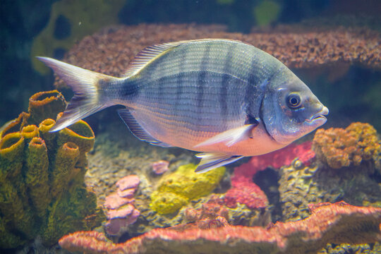 Side view of a striped white seabream fish swimming past tubular sponges and colorful coral